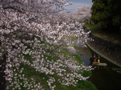 桜を見つめる子供たち