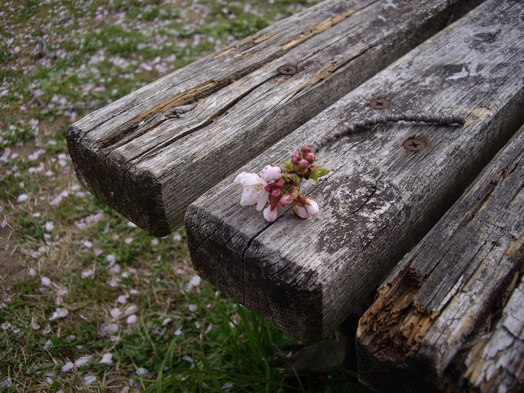 桜