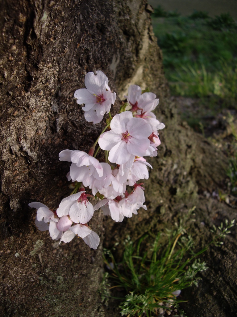 桜