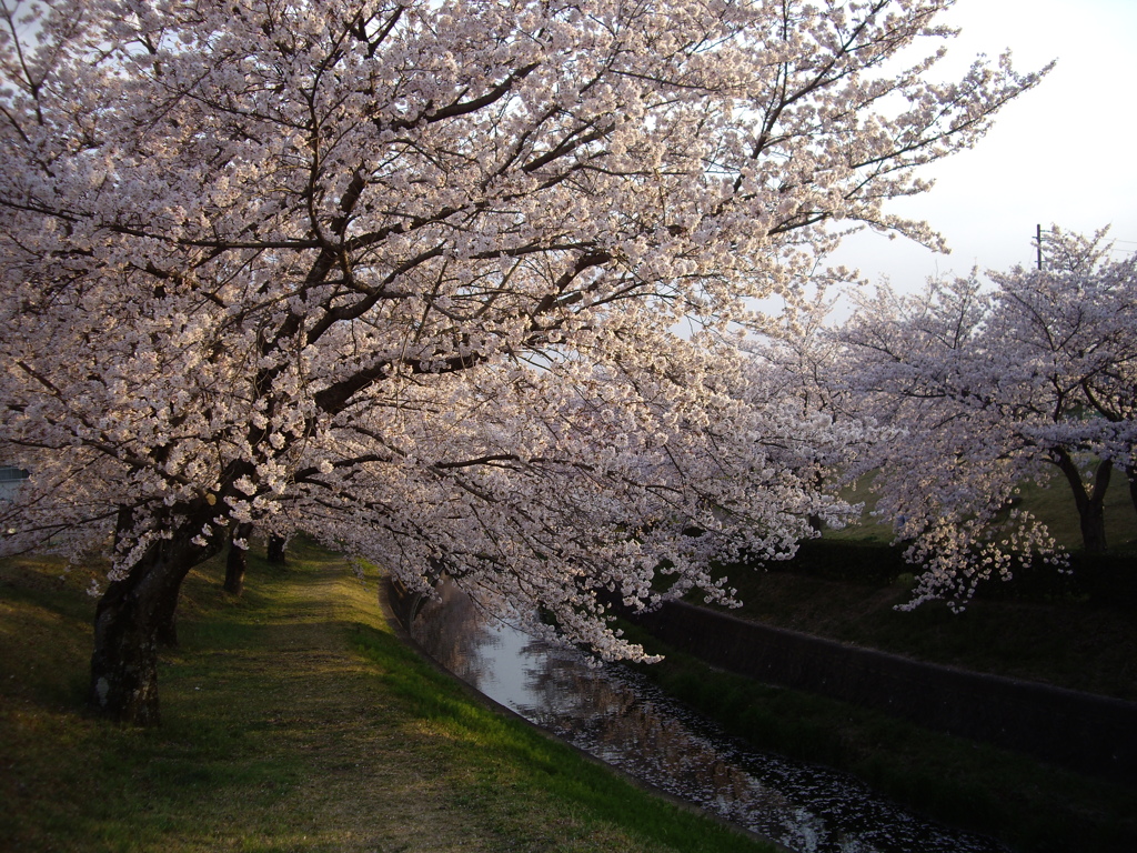 桜