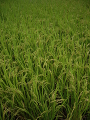 猿投山　山麓にて