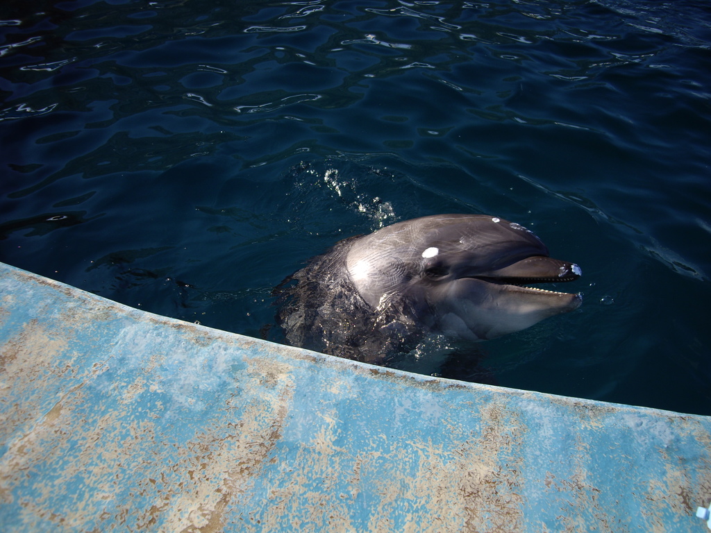名古屋港水族館にて