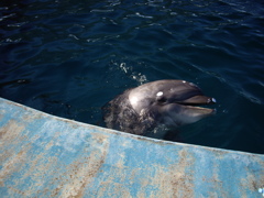名古屋港水族館にて