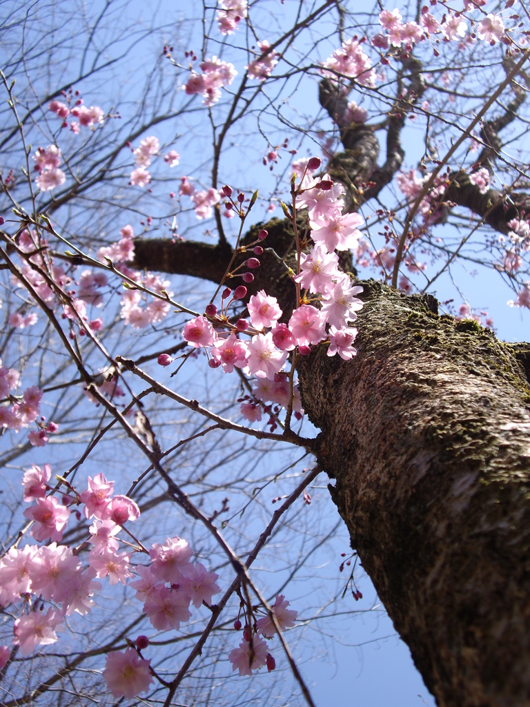 桜