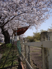 桜