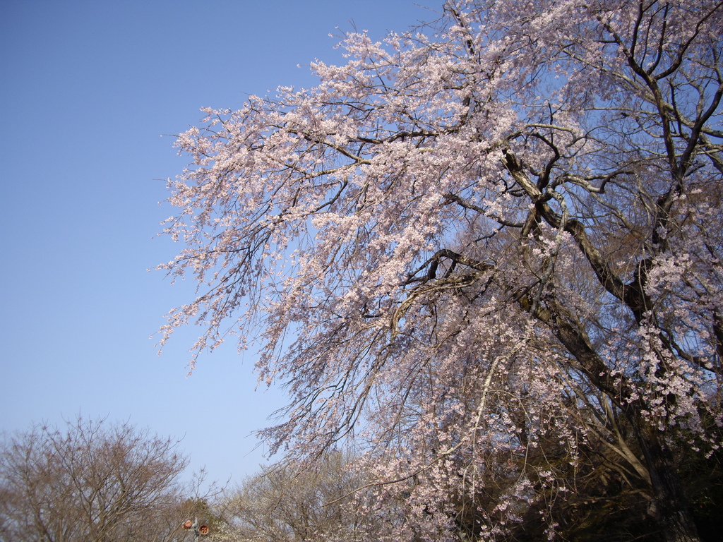 枝垂れ桜