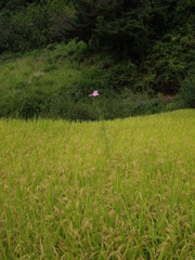 四谷千枚田にて