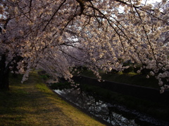 桜　