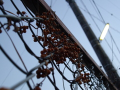 散歩途中にて