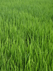 稲
