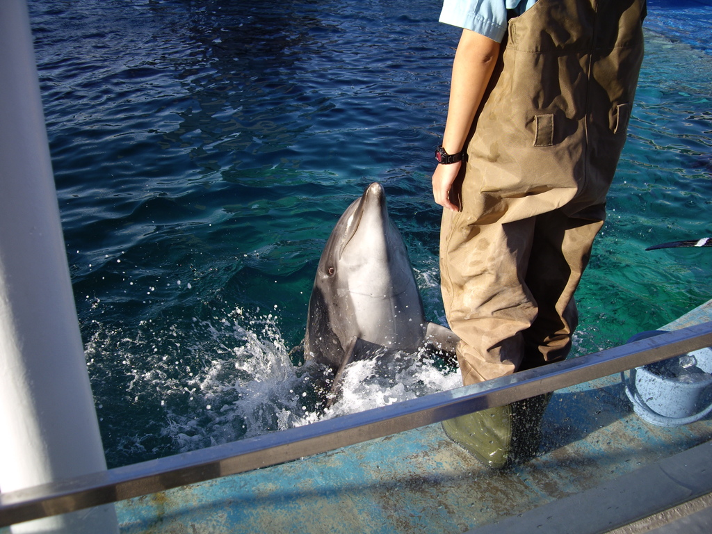 名古屋港水族館にて