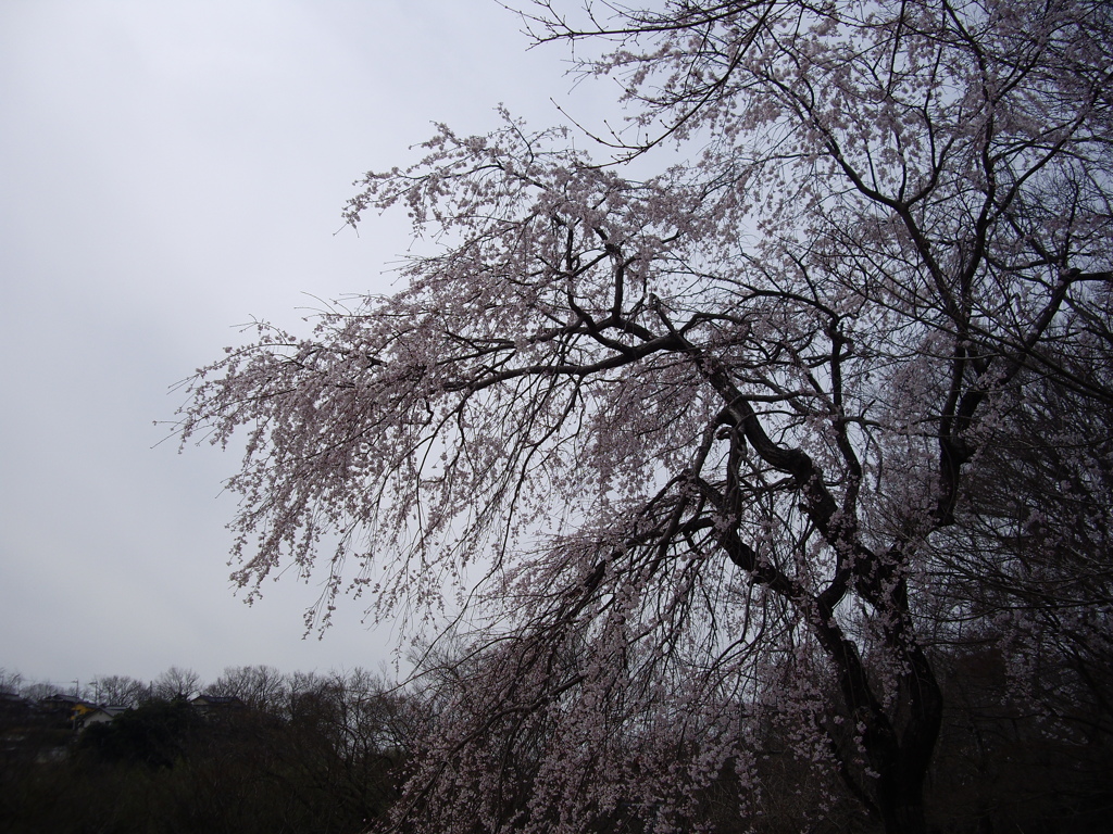 枝垂れ桜