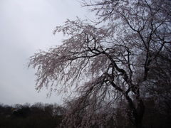 枝垂れ桜