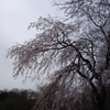 枝垂れ桜