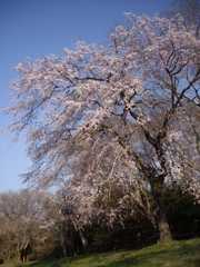 枝垂れ桜