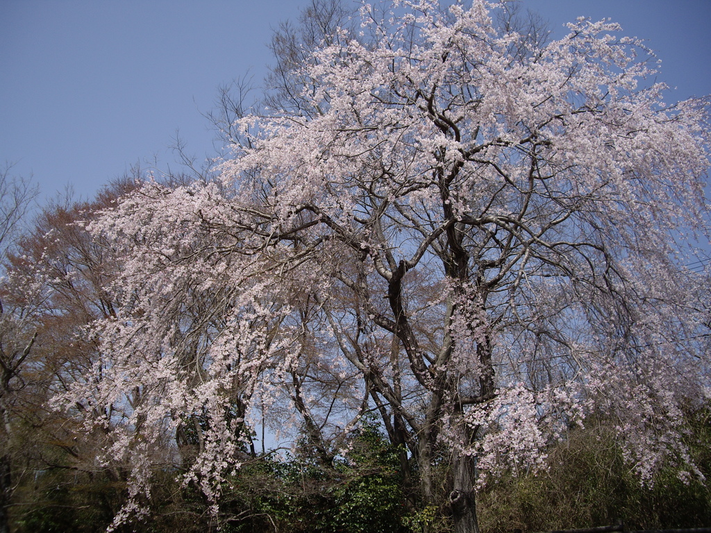 枝垂れ桜