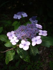 額紫陽花