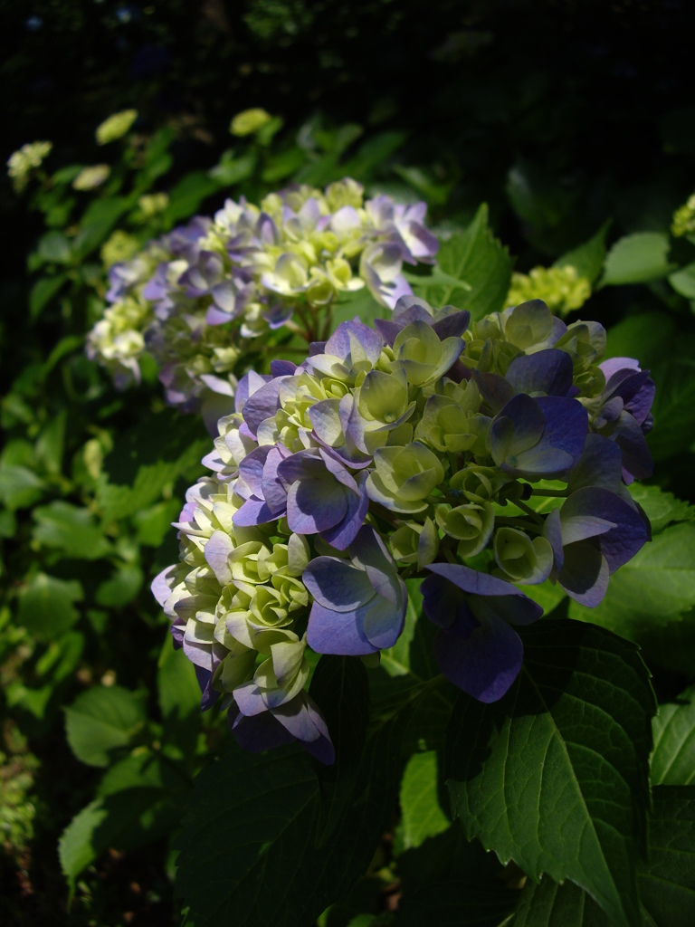 紫陽花
