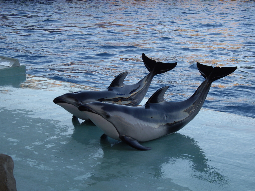 名古屋港水族館にて