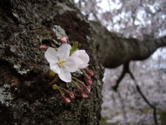 桜