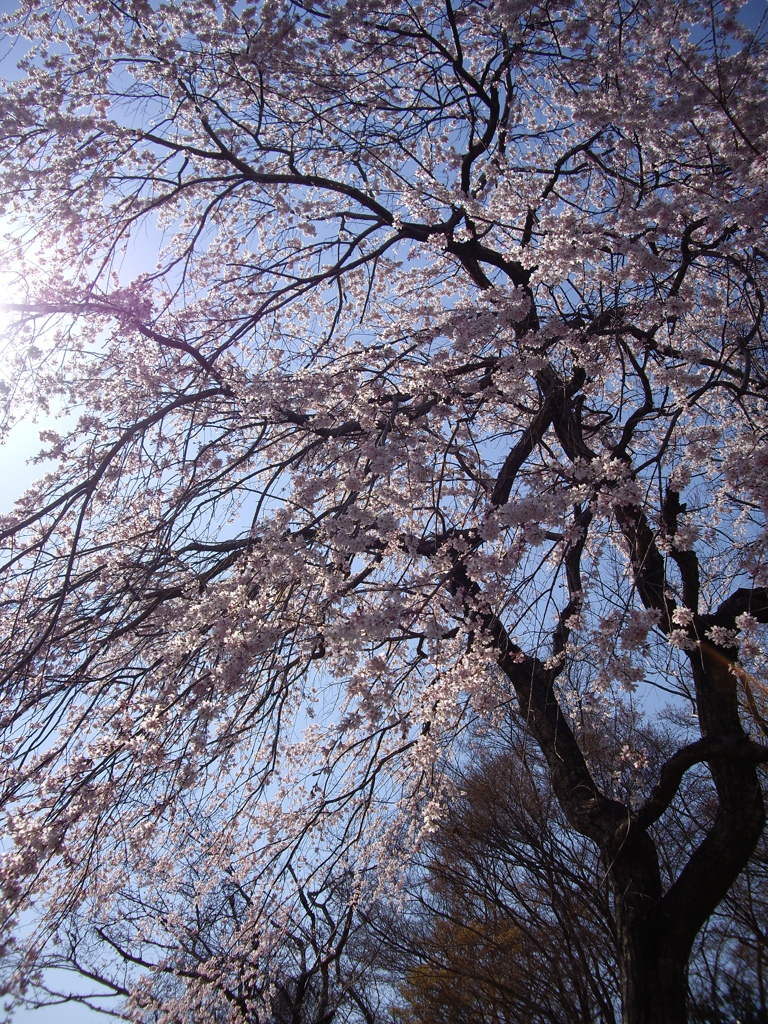 桜