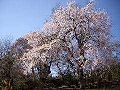 桜