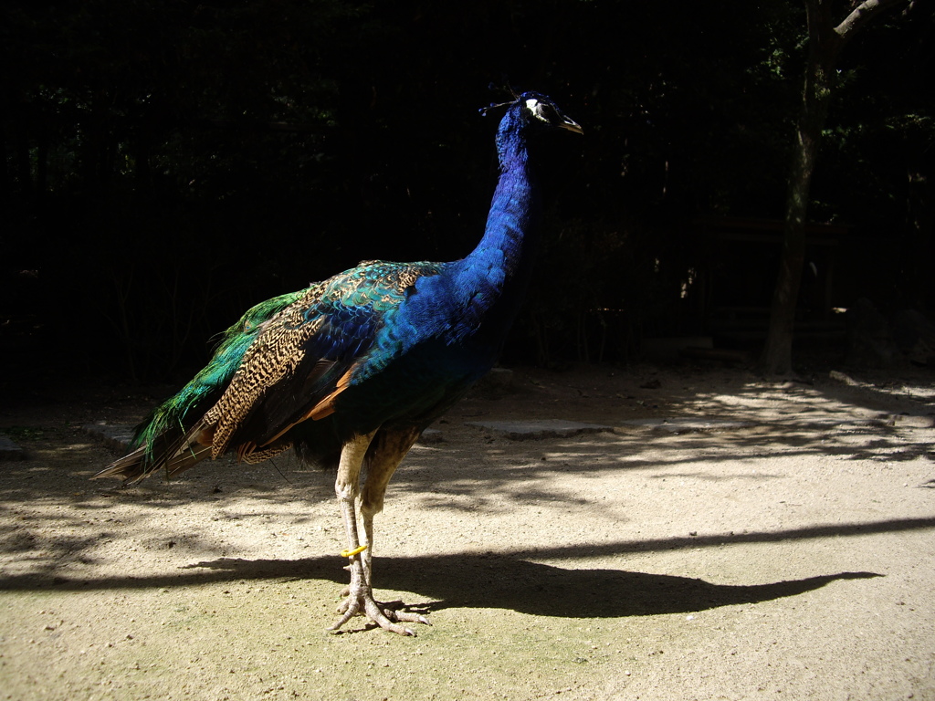 東山動植物園にて