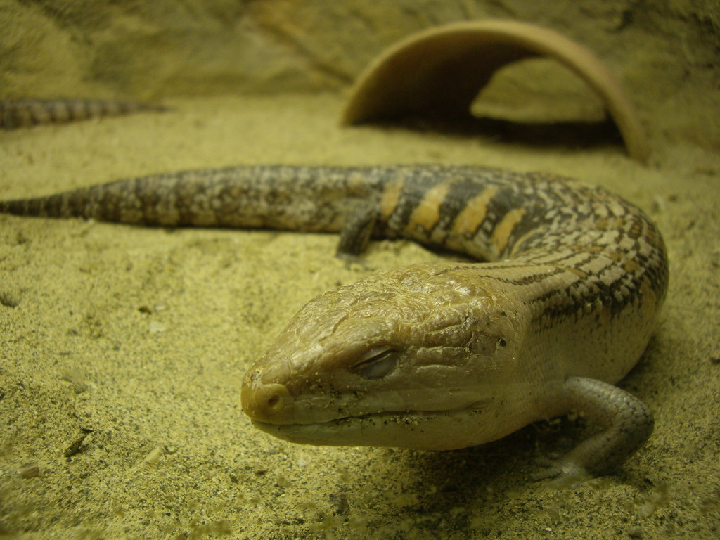 東山動植物園にて