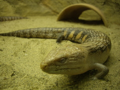 東山動植物園にて