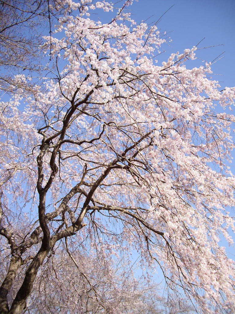 桜