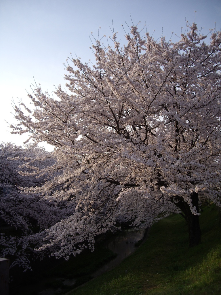 桜