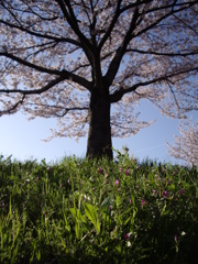 散歩途中にて