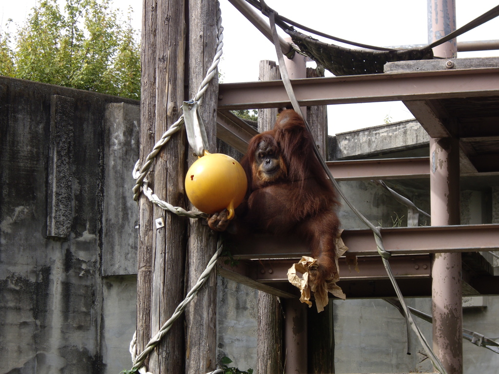 東山動植物園にて