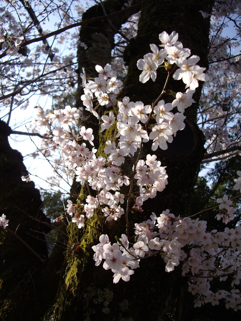桜