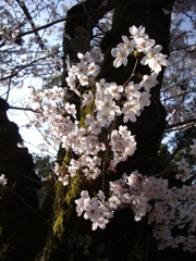 桜