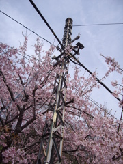桜