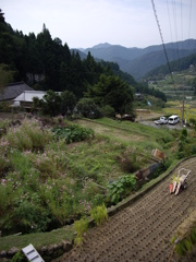 四谷千枚田にて
