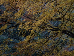 大滝渓谷
