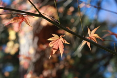 12月の秋