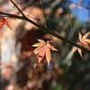 12月の秋