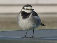セキレイですが食べ物ください。