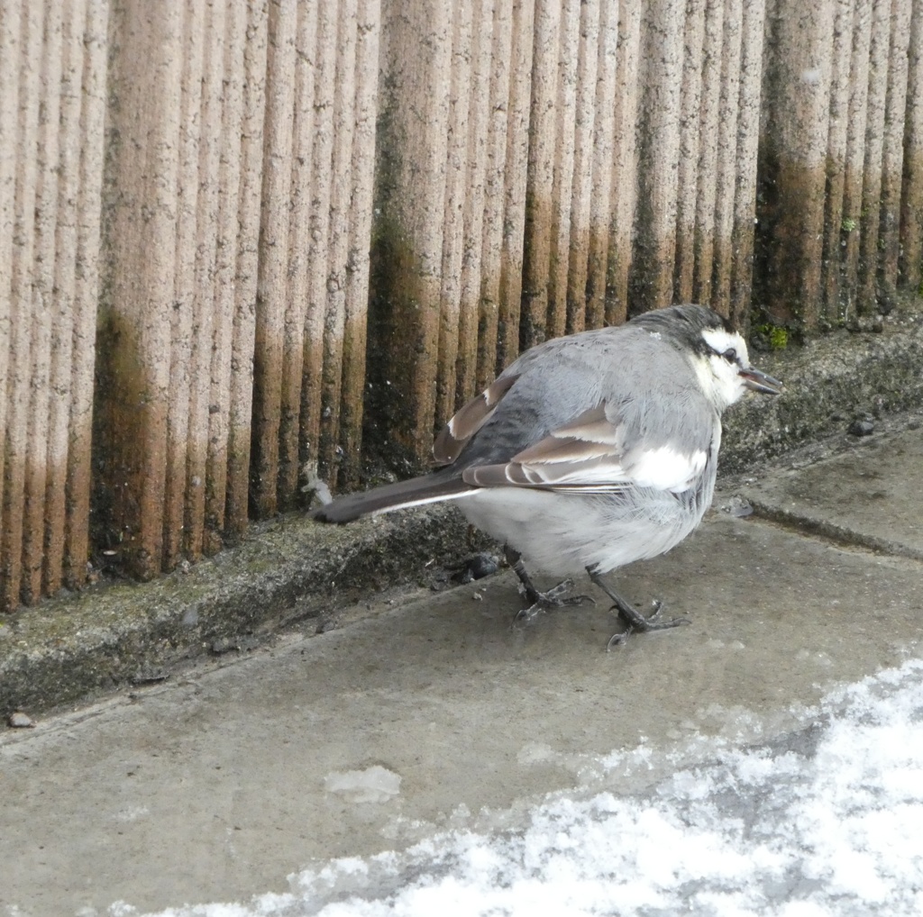 背中に雪