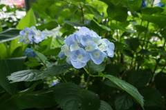 だんだん染まる