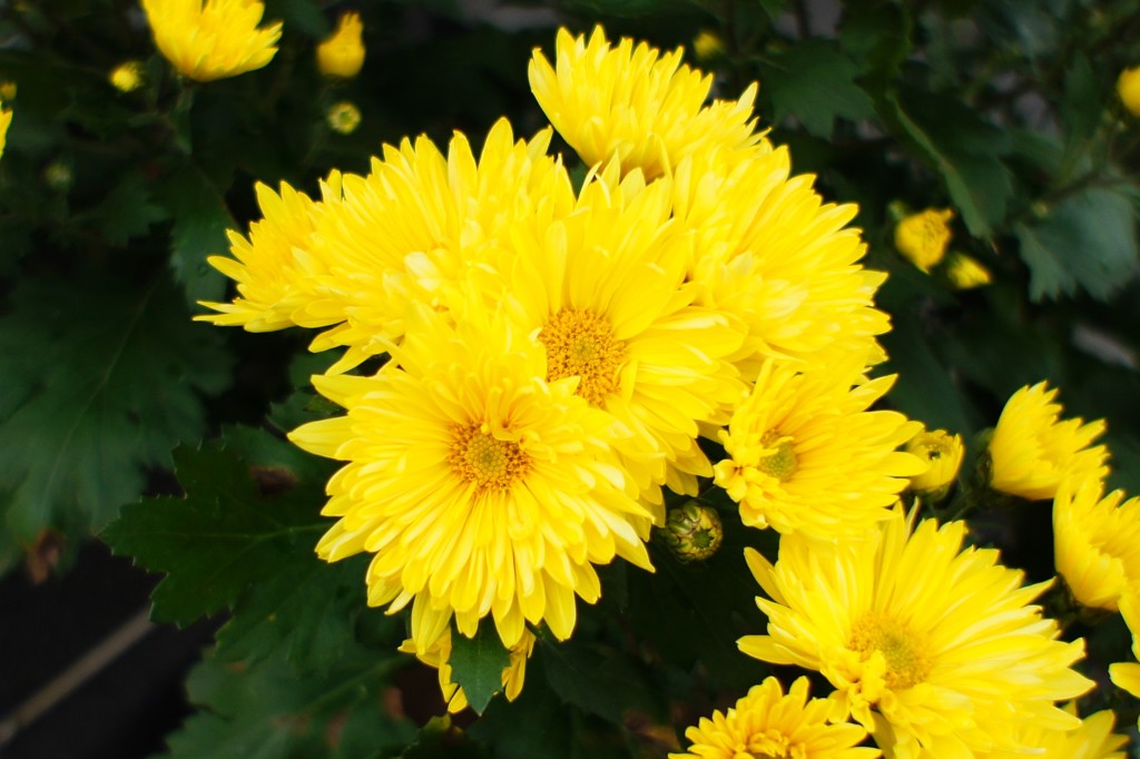 菊