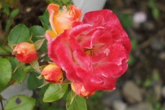 マーブルのお花