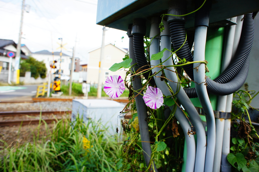 機械に絡み付いた白粉花