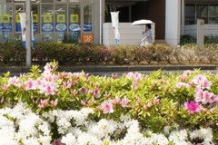 いつもの初夏の景色