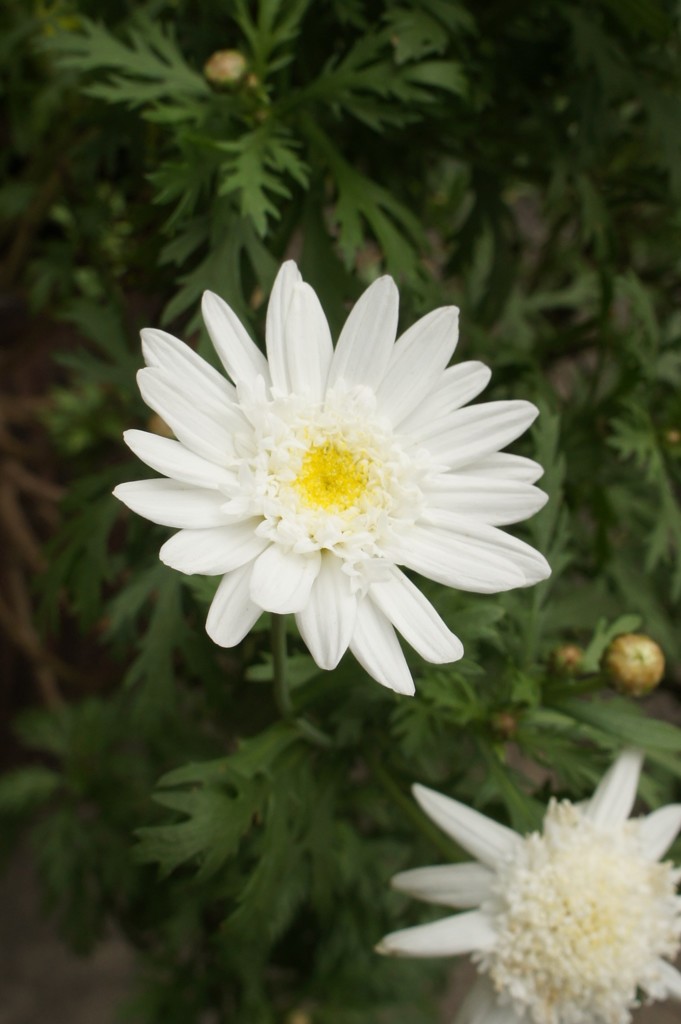 花はぜんぶ知ってる その3