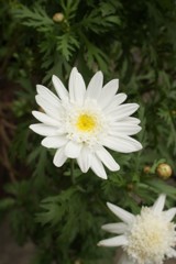 花はぜんぶ知ってる その3