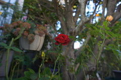 赤いバラの花